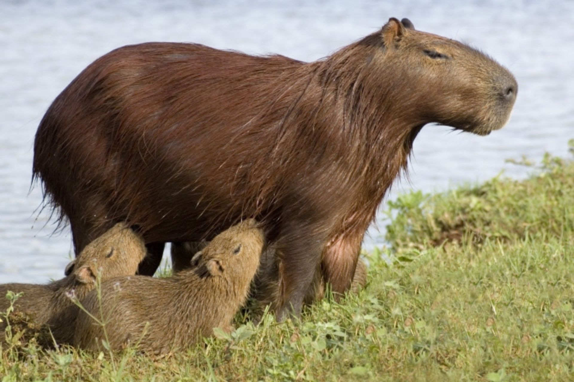 Capibaras del Pantanal