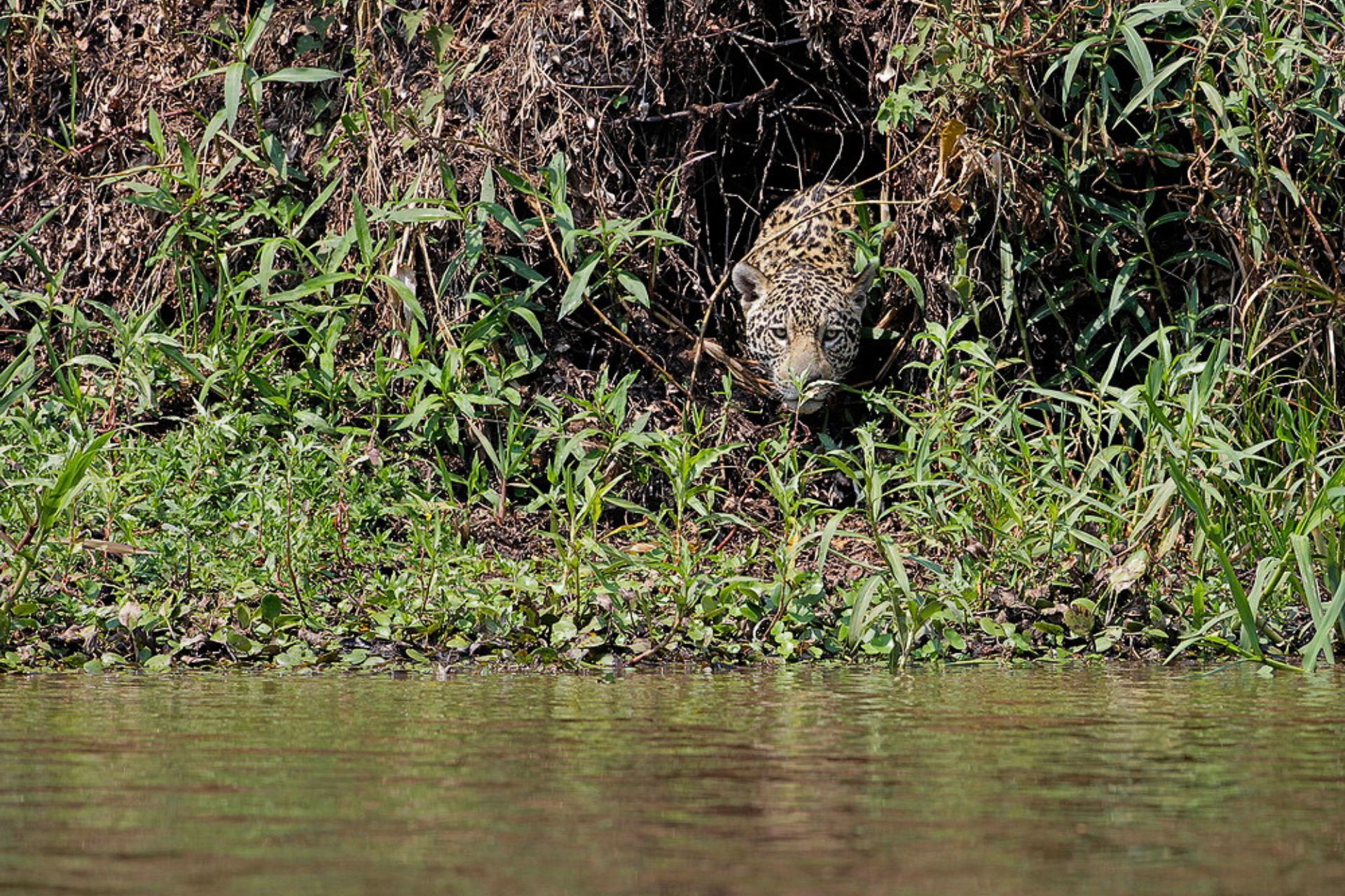 Jaguar asomando entre la maleza de la selva