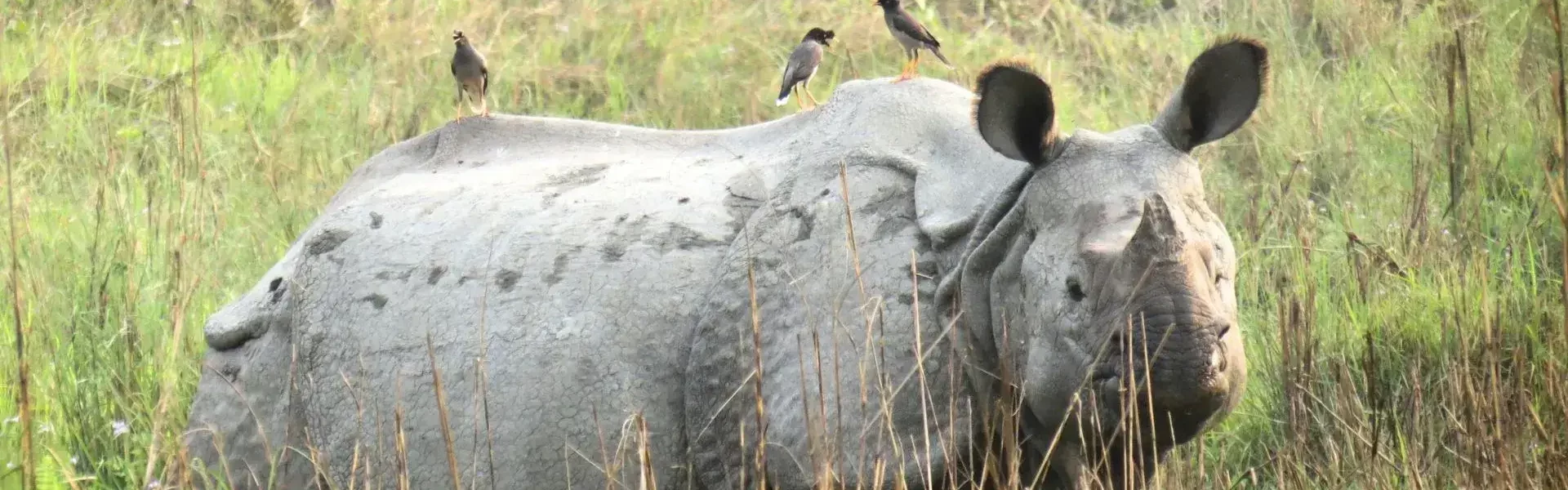 Un rinoceronte y sus pájaros desparasitadores en el parque nacional de Chitwan