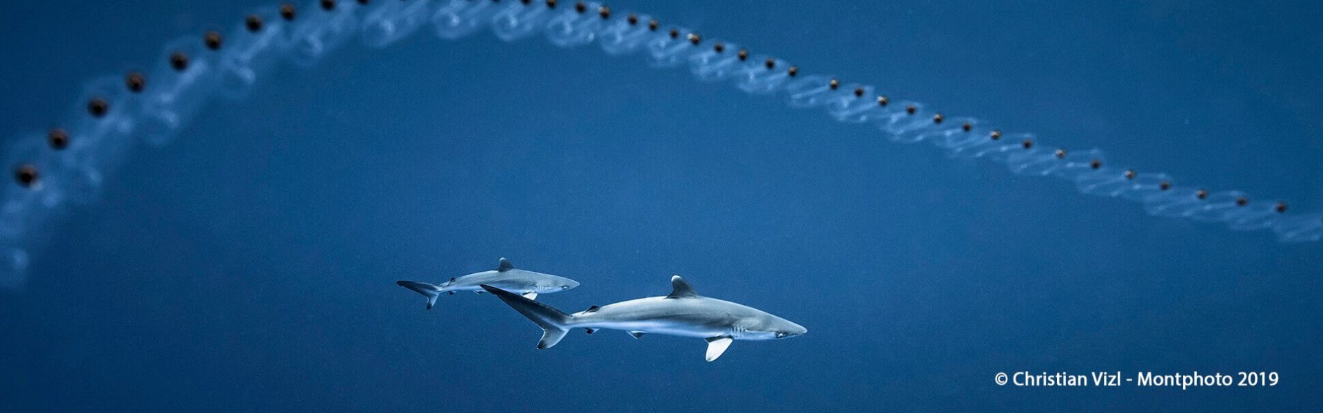Fotografía de tiburones - Christian Vizl