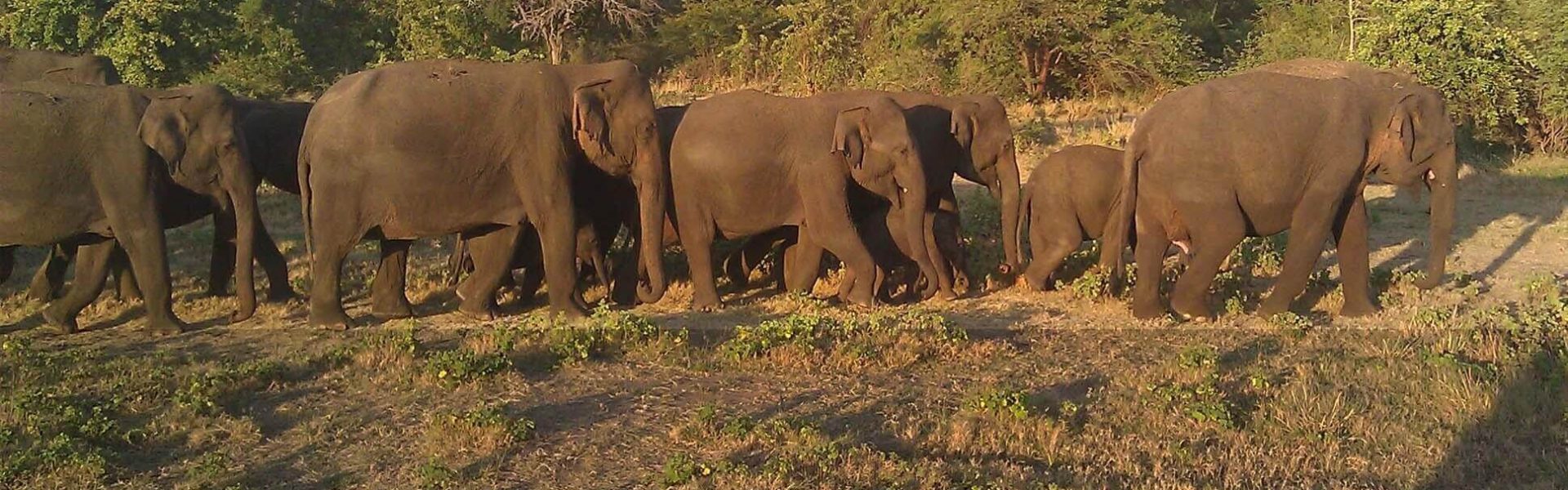 Elefantes en el Parque nacional de Minneriya