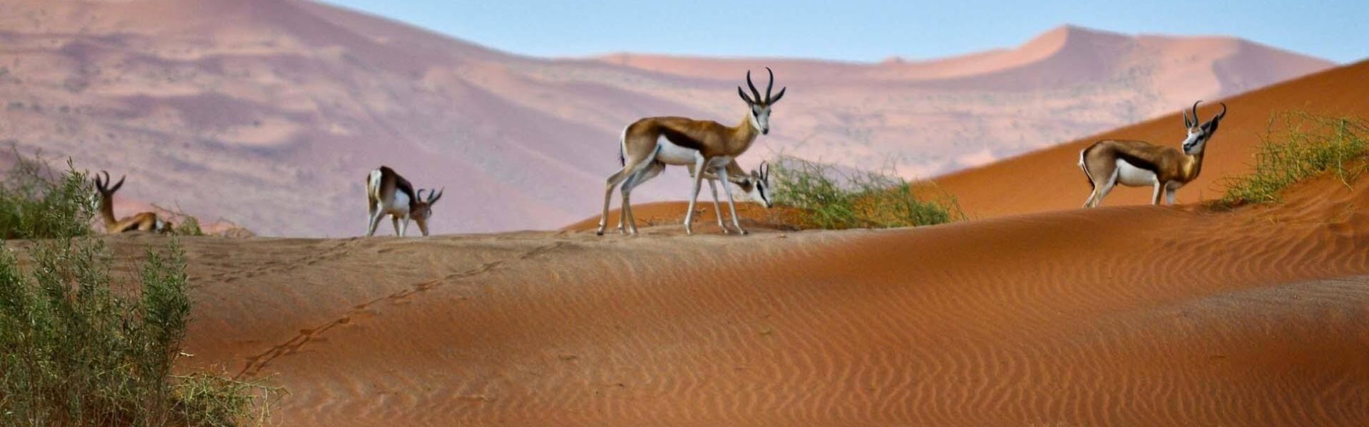Fauna de Namibia
