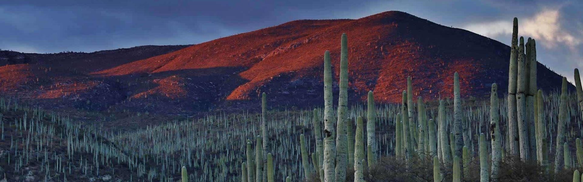 Cactus en México con colina rojiza al fondo